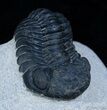 Black Phacops Trilobite With Beautiful Eyes #2260-1